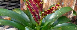 Care of the plant Vriesea splendens or Flaming sword.