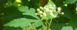 Care of the plant Ampelopsis aconitifolia or Monkshood vine.