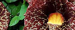 Care of the climbing plant Aristolochia or Dutchman's pipe.