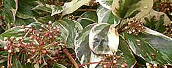 Care of the climbing plant Hedera canariensis or Canarian ivy.