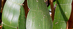 Care of the climbing plant Homalocladium platycladum or Centipede plant.