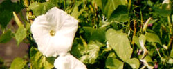 Care of the climbing plant Ipomoea alba or Moonflower.