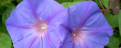 Care of the climbing plant Ipomoea indica or Blue morning glory.