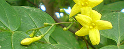 Care of the climbing plant Jasminum humile or Italian jasmine.
