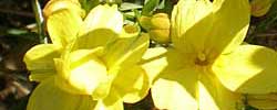 Care of the plant Jasminum mesnyi or Primrose jasmine.