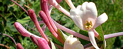 Care of the climbing plant Lonicera implexa or Evergreen Honeysuckle.