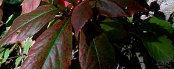 Care of the plant Parthenocissus henryana or Chinese Virginia creeper.