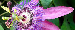 Cuidados de la planta trepadora Passiflora x violacea o Pasionaria violeta.