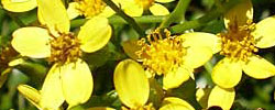 Care of the climbing plant Senecio angulatus or Creeping groundsel.