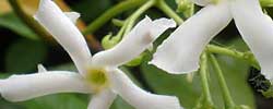 Cuidados de la planta Trachelospermum jasminoides o Falso jazmín.