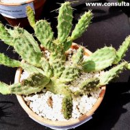 Airampoa soehrensii