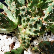 Airampoa soehrensii