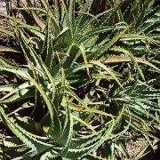 Aloe x spinosissima