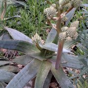 Aloe striata híbrido
