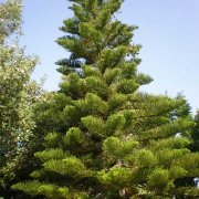 Araucaria heterophylla