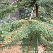 Araucaria heterophylla