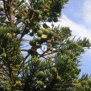 Araucaria heterophylla