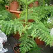 Araucaria heterophylla