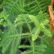 Araucaria heterophylla