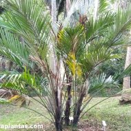 Arenga pinnata