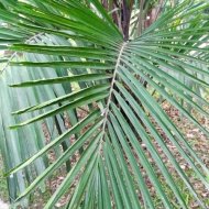 Arenga pinnata