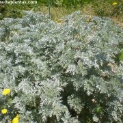 Artemisia absinthium