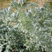 Artemisia absinthium