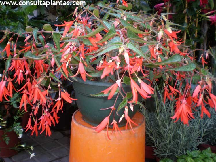Begonia boliviensis o Begonia de Bolivia | Cuidados