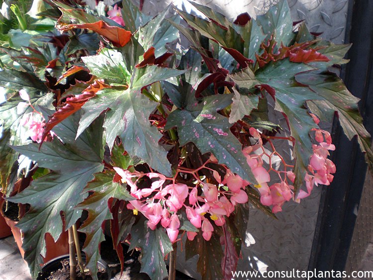 Begonia corallina o Begonia tamaya | Cuidados