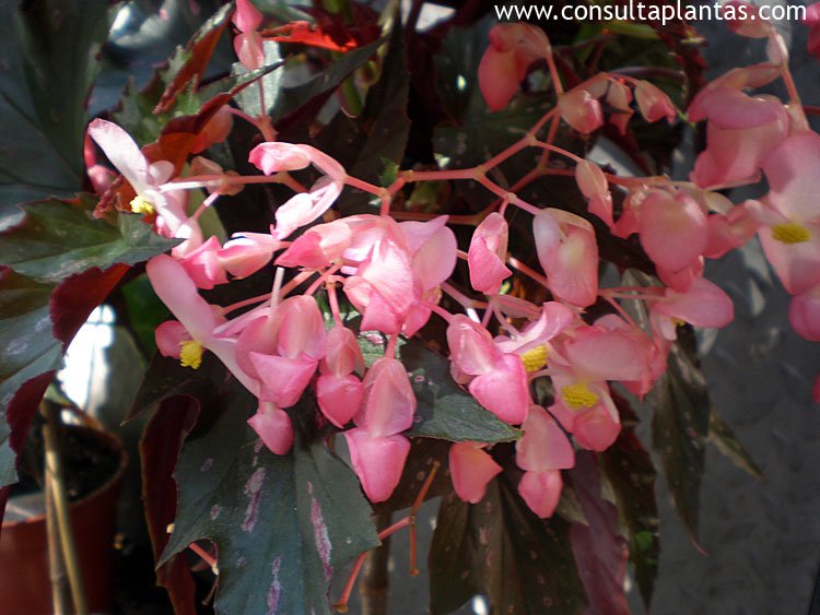 Begonia corallina o Begonia tamaya Cuidados