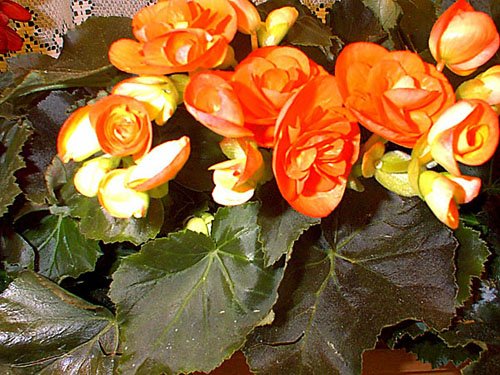 Begonia elatior o Begonia de flor | Cuidados
