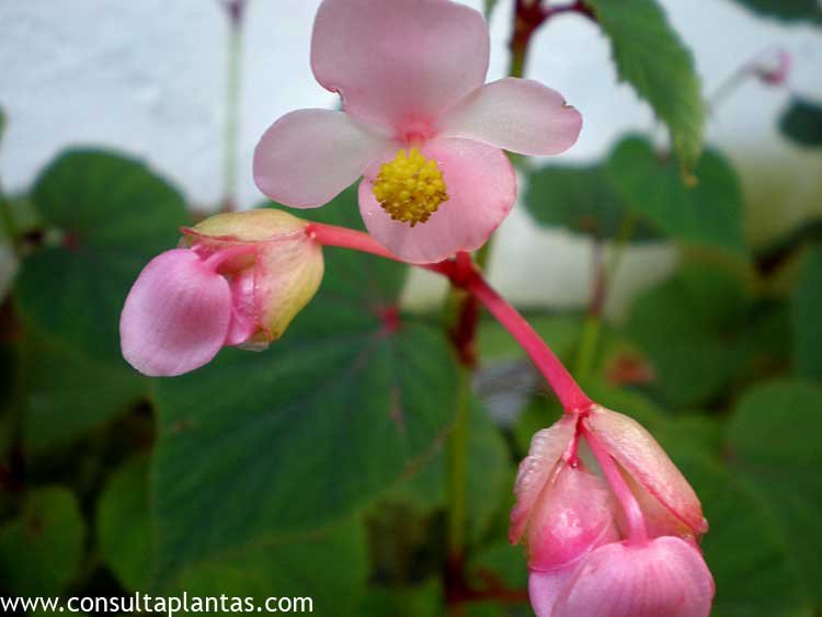 Begonia grandis o Begonia robusta | Cuidados