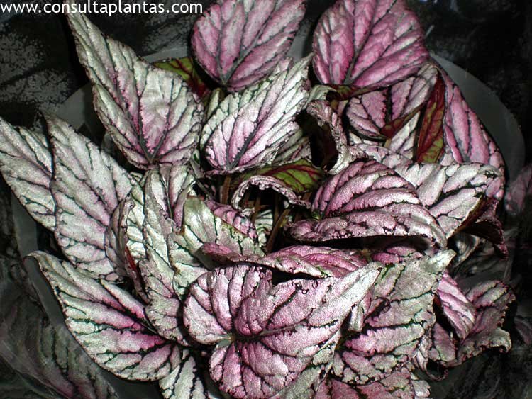 Begonia rex o Begonia de hoja | Cuidados