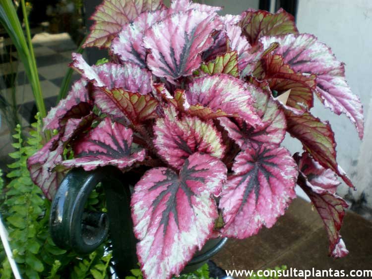 Begonia rex or Painted-Leaf Begonia | Care and Growing