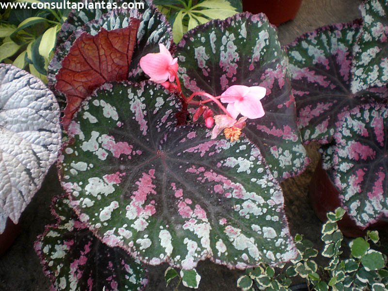 Begonia rex or Painted-Leaf Begonia | Care and Growing