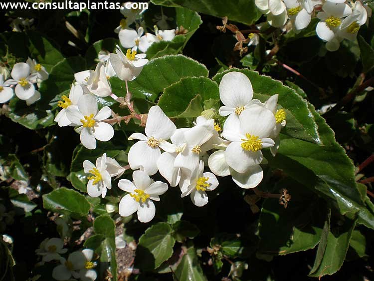 Begonia semperflorens o Flor de azúcar | Cuidados