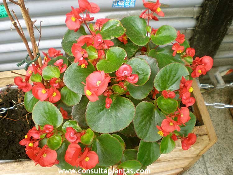 Begonia semperflorens o Flor de azúcar | Cuidados