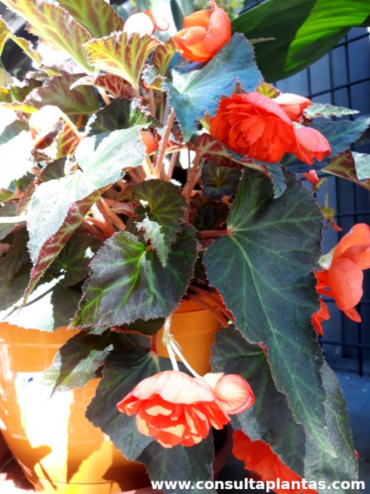 Begonia x tuberhybrida o Begonia tuberosa | Cuidados
