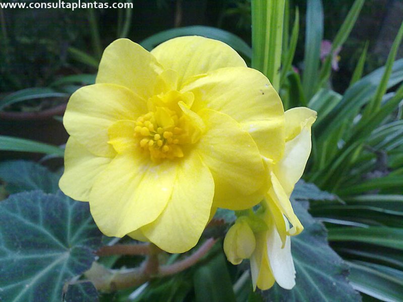Begonia x tuberhybrida o Begonia tuberosa | Cuidados