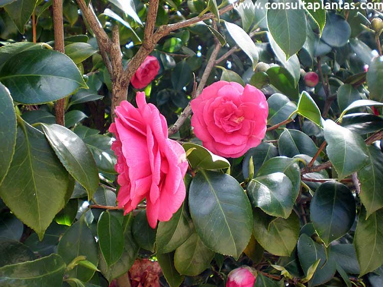 Camellia japonica o Camelia | Cuidados