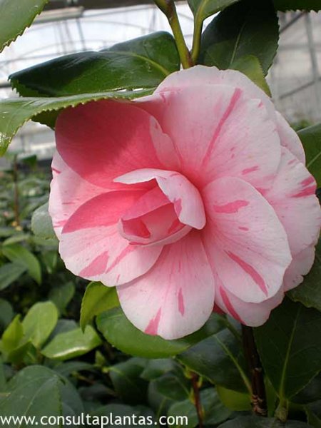 Camellia japonica o Camelia | Cuidados