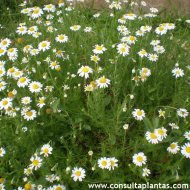 Chamaemelum nobile