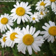 Chamaemelum nobile