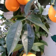 Citrus x sinensis