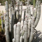 Cleistocactus strausii