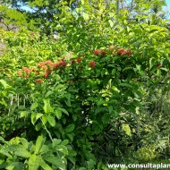 Combretum bracteosum