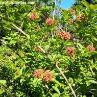 Combretum bracteosum