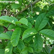 Combretum bracteosum