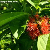 Combretum bracteosum