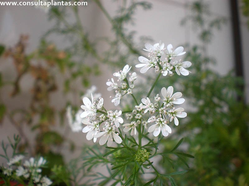 Coriandrum sativum o Cilantro | Cuidados